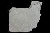 Early Devonian Plant Fossils (Zosterophyllum) - Scotland #66675-1
